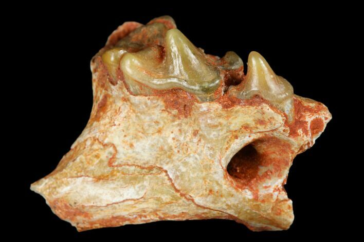 Fossil Bear Dog (Cynodictis) Jaw Section - Occitanie, France #181279